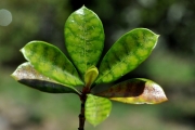 <strong>Rubiaceae - Myonima obovata - Lam.</strong><br />© Sarrailh Jean-Michel / CIRAD