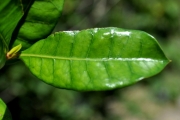 <strong>Rubiaceae - Myonima obovata - Lam.</strong><br />© Sarrailh Jean-Michel / CIRAD