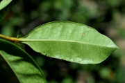 <strong>Rubiaceae - Myonima obovata - Lam.</strong><br />© Sarrailh Jean-Michel / CIRAD