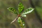 <strong>Rubiaceae - Myonima obovata - Lam.</strong><br />© Sarrailh Jean-Michel / CIRAD
