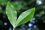 <strong>Rubiaceae - Myonima obovata - Lam.</strong><br />© Sarrailh Jean-Michel / CIRAD
