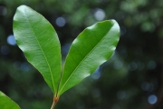 <strong>Rubiaceae - Myonima obovata - Lam.</strong><br />© Sarrailh Jean-Michel / CIRAD