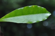 <strong>Rubiaceae - Myonima obovata - Lam.</strong><br />© Sarrailh Jean-Michel / CIRAD