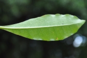 <strong>Rubiaceae - Myonima obovata - Lam.</strong><br />© Sarrailh Jean-Michel / CIRAD
