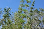 <strong>Poaceae - Nastus borbonicus - J.F.Gmel.</strong><br />© Sarrailh Jean-Michel / CIRAD
