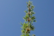 <strong>Poaceae - Nastus borbonicus - J.F.Gmel.</strong><br />© Sarrailh Jean-Michel / CIRAD