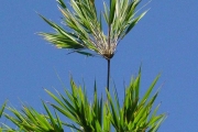 <strong>Poaceae - Nastus borbonicus - J.F.Gmel.</strong><br />© Sarrailh Jean-Michel / CIRAD