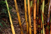 <strong>Poaceae - Nastus borbonicus - J.F.Gmel.</strong><br />© Sarrailh Jean-Michel / CIRAD