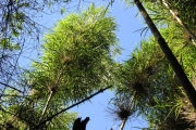 <strong>Poaceae - Nastus borbonicus - J.F.Gmel.</strong><br />© Sarrailh Jean-Michel / CIRAD