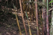 <strong>Poaceae - Nastus borbonicus - J.F.Gmel.</strong><br />© Sarrailh Jean-Michel / CIRAD