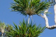 <strong>Poaceae - Nastus borbonicus - J.F.Gmel.</strong><br />© Sarrailh Jean-Michel / CIRAD