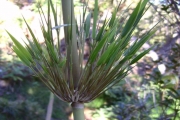 <strong>Poaceae - Nastus borbonicus - J.F.Gmel.</strong><br />© Perroud Annaïg