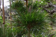<strong>Poaceae - Nastus borbonicus - J.F.Gmel.</strong><br />© Perroud Annaïg