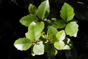<strong>Stilbaceae - Nuxia verticillata - Lam.</strong><br />© Sarrailh Jean-Michel / CIRAD