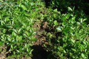 <strong>Stilbaceae - Nuxia verticillata - Lam.</strong><br />© Sarrailh Jean-Michel / CIRAD