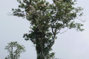 <strong>Stilbaceae - Nuxia verticillata - Lam.</strong><br />© Sarrailh Jean-Michel / CIRAD