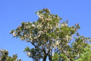 <strong>Stilbaceae - Nuxia verticillata - Lam.</strong><br />© Sarrailh Jean-Michel / CIRAD