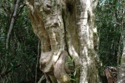 <strong>Stilbaceae - Nuxia verticillata - Lam.</strong><br />© Baret Stéphane