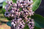 <strong>Stilbaceae - Nuxia verticillata - Lam.</strong><br />© Sarrailh Jean-Michel / CIRAD