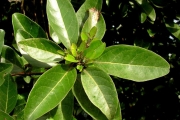 <strong>Stilbaceae - Nuxia verticillata - Lam.</strong><br />© Sarrailh Jean-Michel / CIRAD