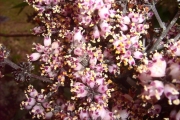 <strong>Stilbaceae - Nuxia verticillata - Lam.</strong><br />© Perroud Annaïg