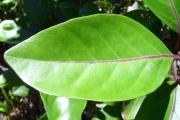 <strong>Stilbaceae - Nuxia verticillata - Lam.</strong><br />© Perroud Annaïg