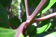 <strong>Stilbaceae - Nuxia verticillata - Lam.</strong><br />© Perroud Annaïg