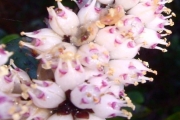 <strong>Stilbaceae - Nuxia verticillata - Lam.</strong><br />© Perroud Annaïg