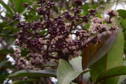 <strong>Stilbaceae - Nuxia verticillata - Lam.</strong><br />© Perroud Annaïg
