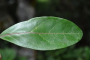 <strong>Stilbaceae - Nuxia verticillata - Lam.</strong><br />© Sarrailh Jean-Michel / CIRAD