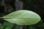 <strong>Stilbaceae - Nuxia verticillata - Lam.</strong><br />© Sarrailh Jean-Michel / CIRAD
