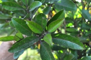 <strong>Stilbaceae - Nuxia verticillata - Lam.</strong><br />© Sarrailh Jean-Michel / CIRAD