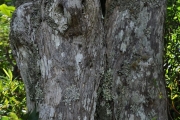 <strong>Stilbaceae - Nuxia verticillata - Lam.</strong><br />© Sarrailh Jean-Michel / CIRAD
