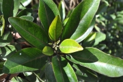 <strong>Stilbaceae - Nuxia verticillata - Lam.</strong><br />© Sarrailh Jean-Michel / CIRAD