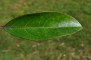 <strong>Stilbaceae - Nuxia verticillata - Lam.</strong><br />© Sarrailh Jean-Michel / CIRAD