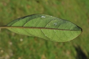 <strong>Stilbaceae - Nuxia verticillata - Lam.</strong><br />© Sarrailh Jean-Michel / CIRAD