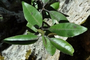 <strong>Stilbaceae - Nuxia verticillata - Lam.</strong><br />© Sarrailh Jean-Michel / CIRAD