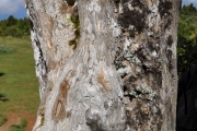 <strong>Stilbaceae - Nuxia verticillata - Lam.</strong><br />© Sarrailh Jean-Michel / CIRAD