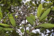 <strong>Stilbaceae - Nuxia verticillata - Lam.</strong><br />© Sarrailh Jean-Michel / CIRAD