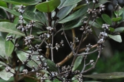 <strong>Stilbaceae - Nuxia verticillata - Lam.</strong><br />© Sarrailh Jean-Michel / CIRAD