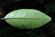<strong>Stilbaceae - Nuxia verticillata - Lam.</strong><br />© Sarrailh Jean-Michel / CIRAD