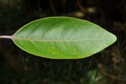<strong>Stilbaceae - Nuxia verticillata - Lam.</strong><br />© Sarrailh Jean-Michel / CIRAD