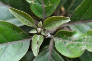 <strong>Stilbaceae - Nuxia verticillata - Lam.</strong><br />© Sarrailh Jean-Michel / CIRAD