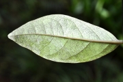 <strong>Stilbaceae - Nuxia verticillata - Lam.</strong><br />© Sarrailh Jean-Michel / CIRAD