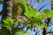 <strong>Urticaceae - Obetia ficifolia - (Poir.) Gaudich.</strong><br />© Sarrailh Jean-Michel / CIRAD