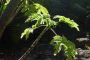 <strong>Urticaceae - Obetia ficifolia - (Poir.) Gaudich.</strong><br />© Sarrailh Jean-Michel / CIRAD