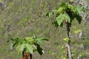 <strong>Urticaceae - Obetia ficifolia - (Poir.) Gaudich.</strong><br />© Sarrailh Jean-Michel / CIRAD