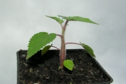 <strong>Urticaceae - Obetia ficifolia - (Poir.) Gaudich.</strong><br />© Sarrailh Jean-Michel / CIRAD