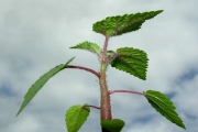 <strong>Urticaceae - Obetia ficifolia - (Poir.) Gaudich.</strong><br />© Sarrailh Jean-Michel / CIRAD