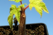 <strong>Urticaceae - Obetia ficifolia - (Poir.) Gaudich.</strong><br />© Sarrailh Jean-Michel / CIRAD